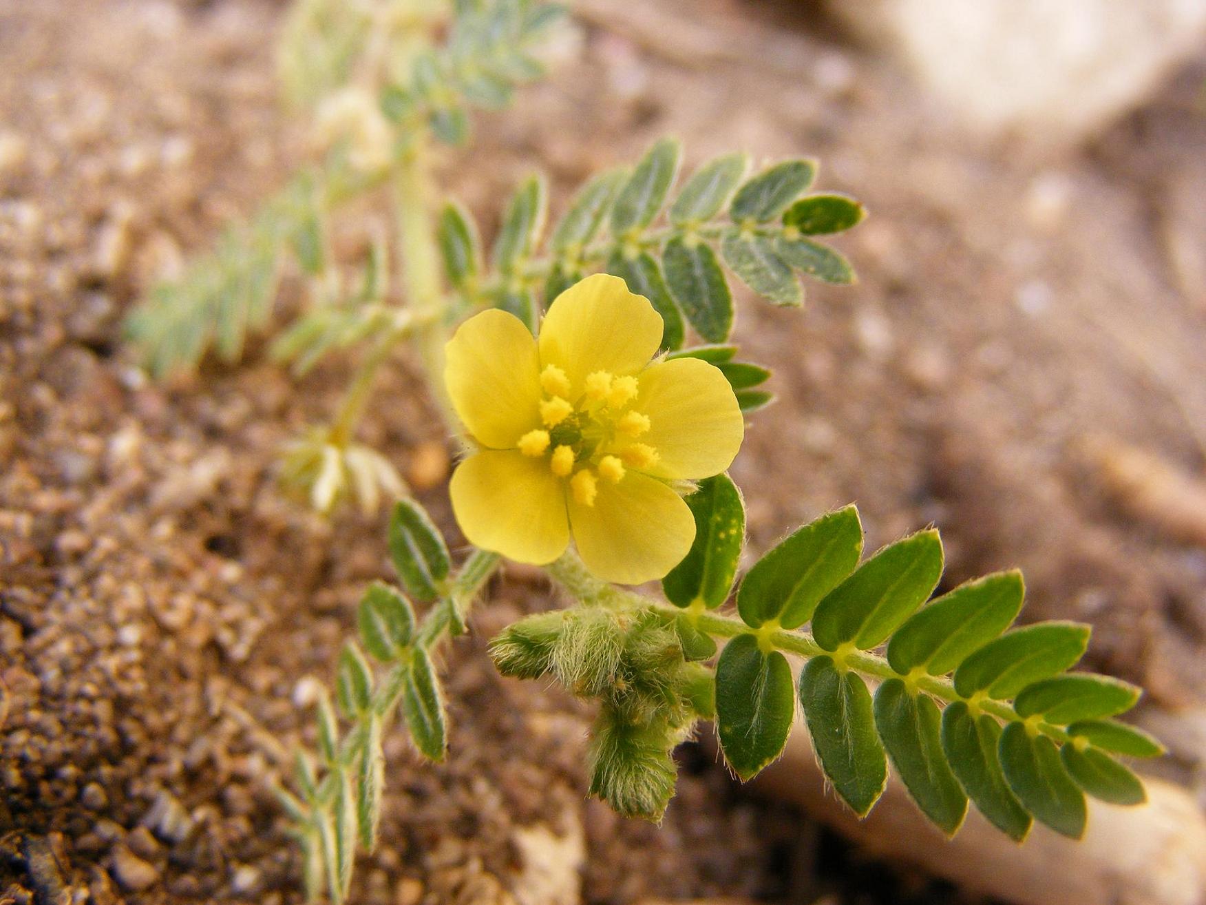 Tribulus terrestris / Tribolo